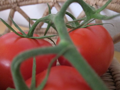 tomaten tomatoes pomodori