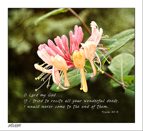 Honeysuckle Vine ~ Psalm 40:5