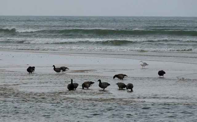 25232 - Brent Geese, Broughton Bay