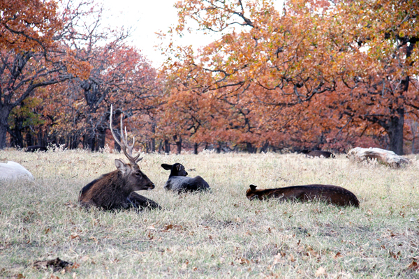Sika Deer at Woolaroc
