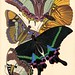 Seguy E.A. Papillions 19270009