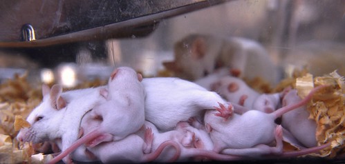 Ratos se alimentando... by aldasimplesassim