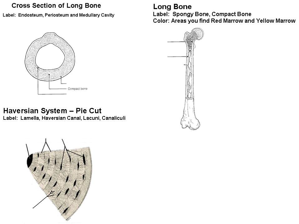 x-section - long bone - haversian system