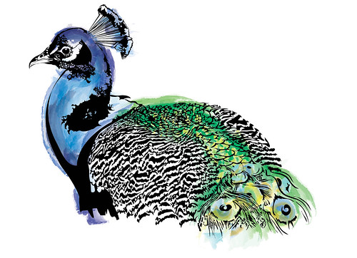 Vector Illustration of a peacock for a wedding invitation
