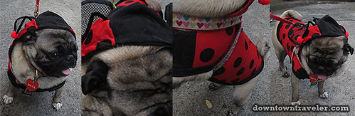 Tompkins Park Halloween Dog Parade_Pug as Ladybug