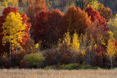Fall Colors DSC_5572