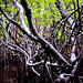 Mangroves-7