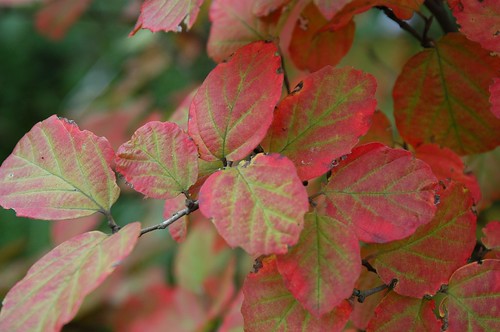 Fothergilla leaves make the transition from green to red in the National Herb Garden at the U.S. National Arboretum. (Photo credit U.S. National Arboretum)
