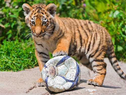  無料写真素材, 動物 , 虎・トラ, サッカー, ボール  