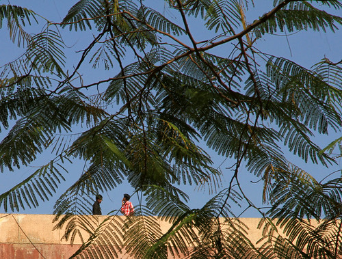 Roof People and tree
