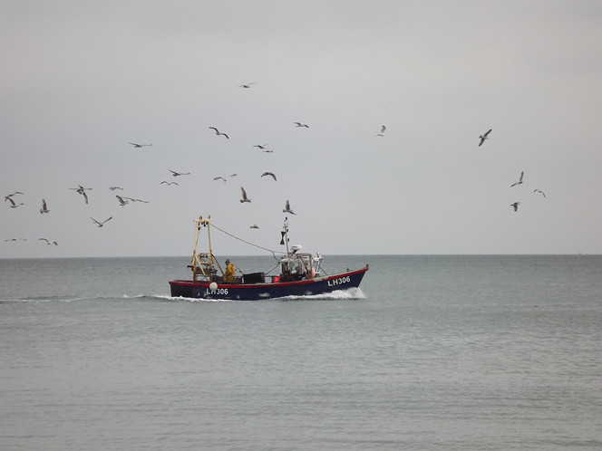 Boat_gulls