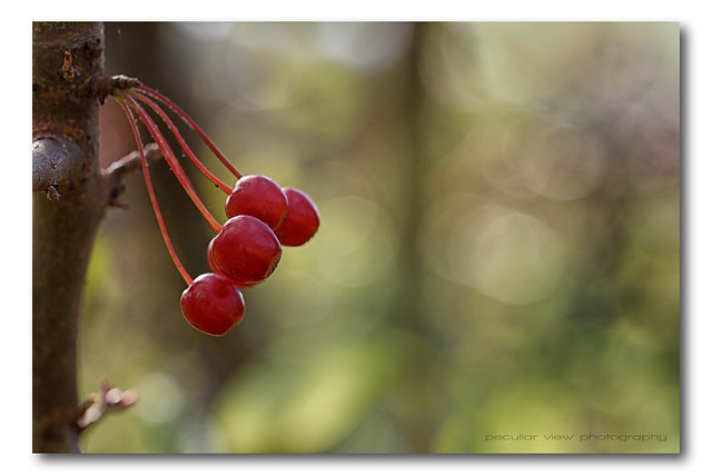 Little red fruit of autumn