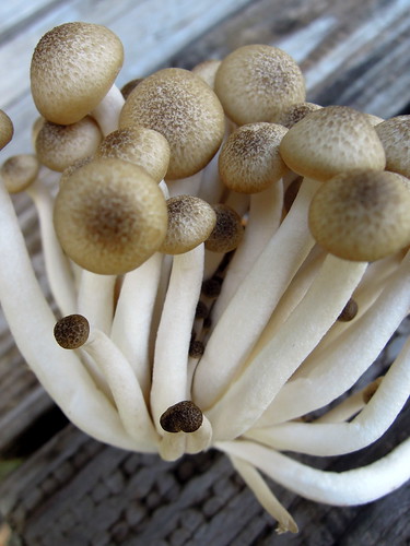 Brown Clamshell Mushrooms