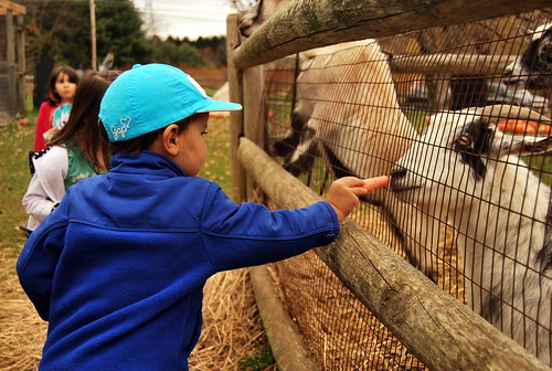 SHO - Nicholas Feeding Goats