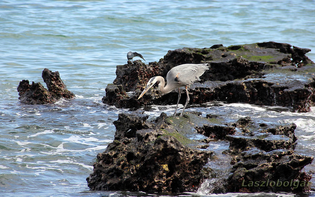 Great Blue Heron on the South Bay of Bartolome Island