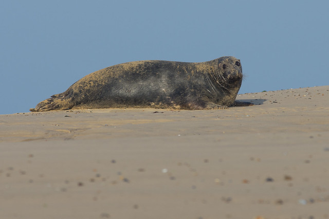 blakeney grey seal on sand bank