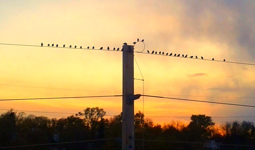 I'm a sucker for birds on a wire against the sunset