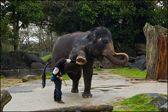 Auckland Zoo - Elephant