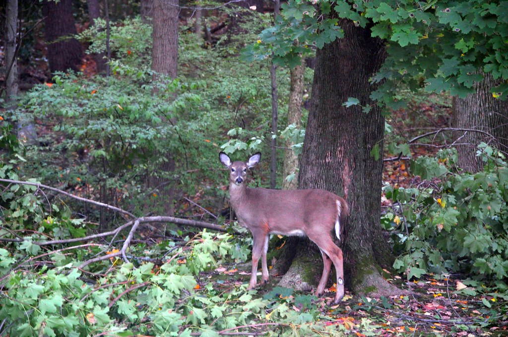 2011-11-02 - Deer in the Yard 001