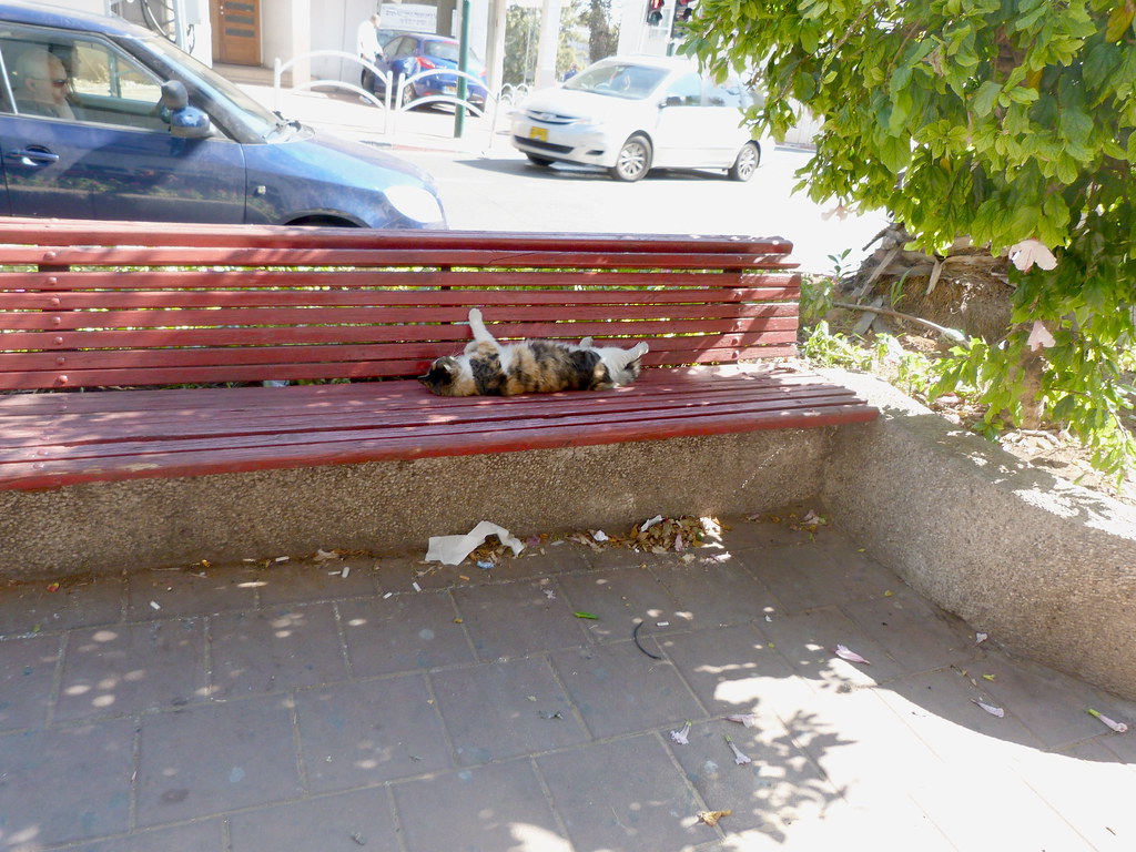 03-11-2011-lazy-cat-in-the-middle-of-town