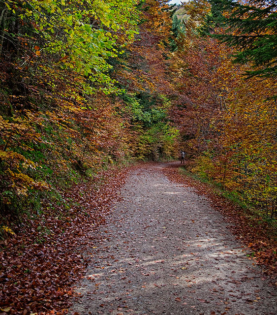 Selva de Irati (Navarra). Nov. 2011