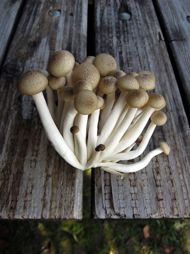Brown Clamshell Mushrooms