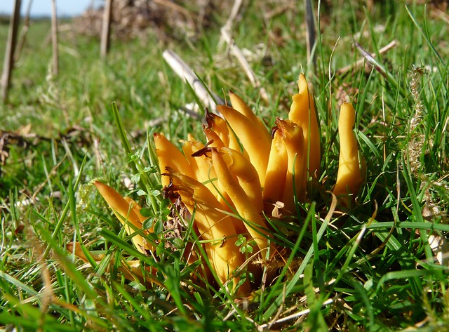 25290 - Golden Spindles Fungus