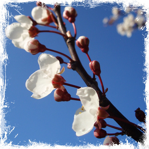 Cherry blossom - scratch frame