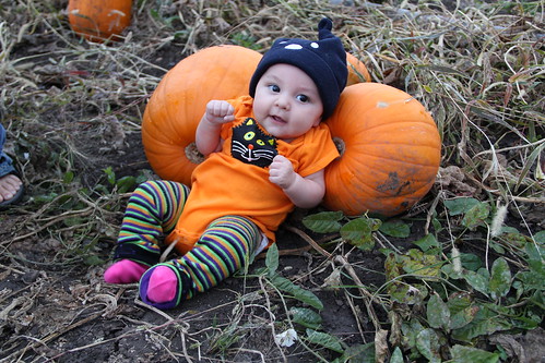 Jovie with her cat onesie and pumpkins!