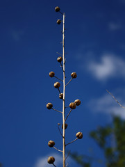 Moth Mullein gone to seed