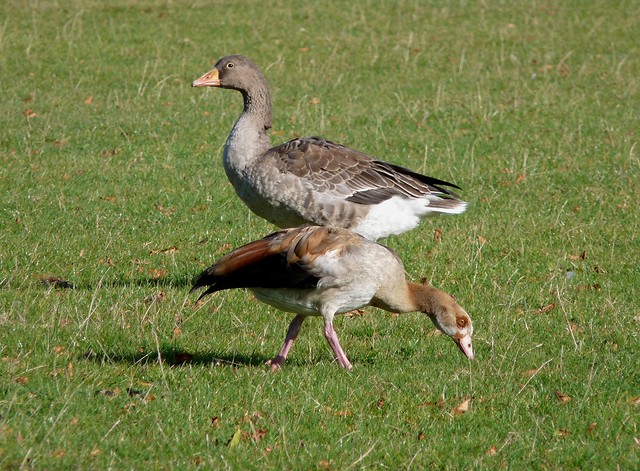25216 - Egyptian Goose, Norfolk