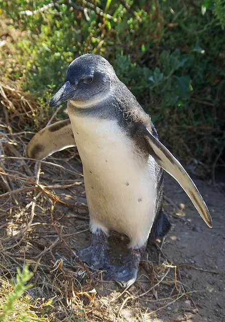 Baby jackass penguin showing the blue  colour