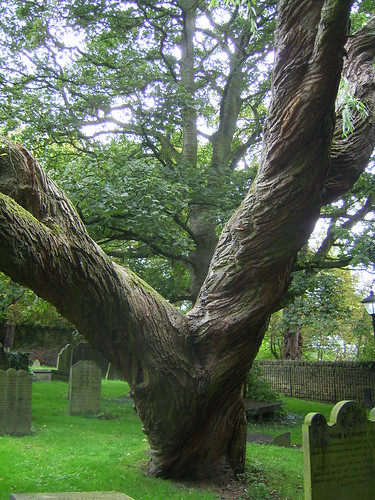 161011 Tree in Otley Churchyard