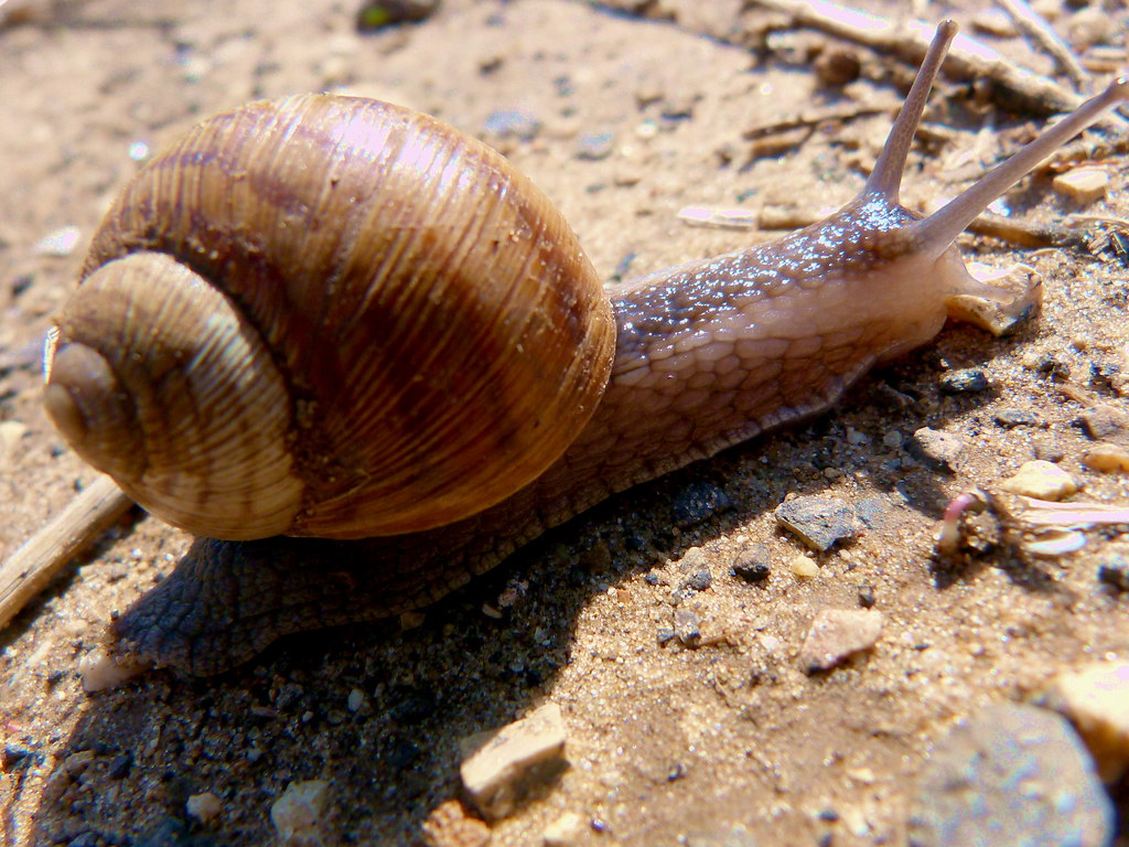 05-11-2011-snail