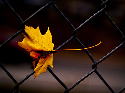 The Last Leaf of Fall