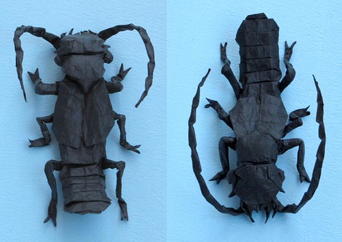 Siagonium humerale (rove beetle)