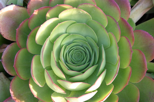 Green Succulent with Pink Edges by cleopatra69