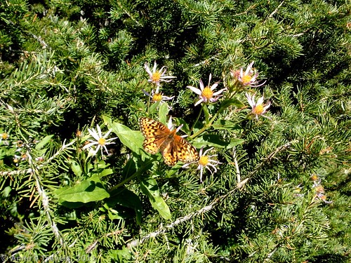 Butterfly and wildflowers on Teanaway Ridge, Okanogan-Wenatchee National Forest, Washington