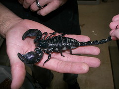 emperor scorpion by snakecollector, on Flickr