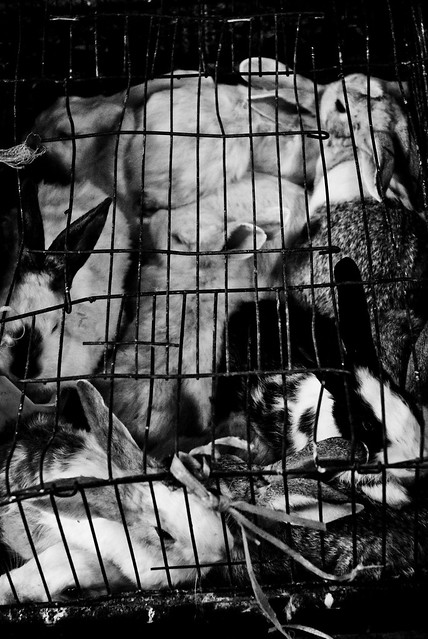 Amman - Caged Rabbits
