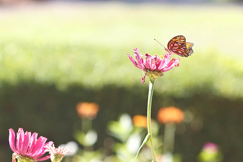 Hodges Garden - Butterfly