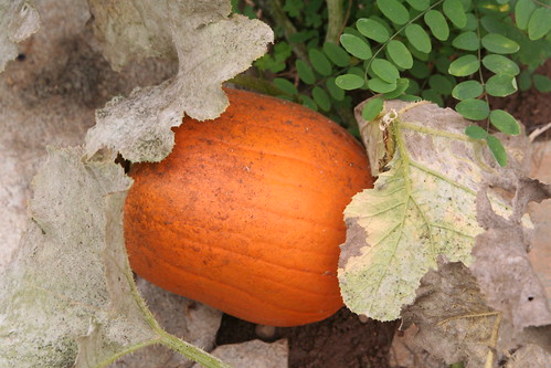 Our One Pumpkin