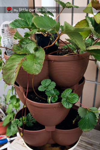 Propagating-the-strawberries
