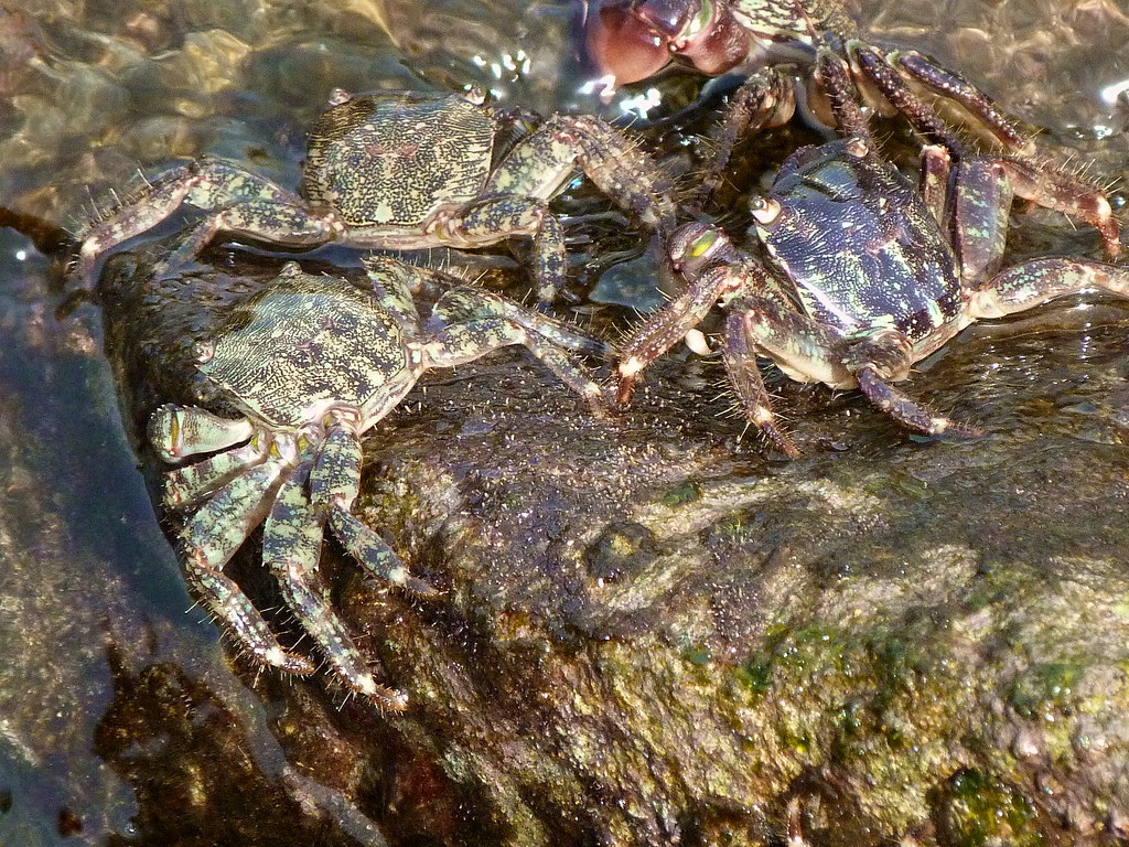 21-10-2011-crabs-on-crabhill