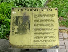 Wolseley Elm