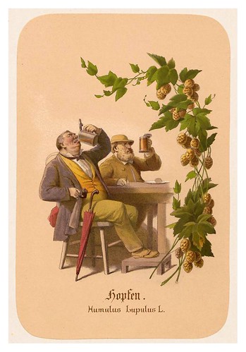 014-Lupulo-Illustrirtes Kräuterbuch –Aquarelle- 1870-Adolf Schroedter