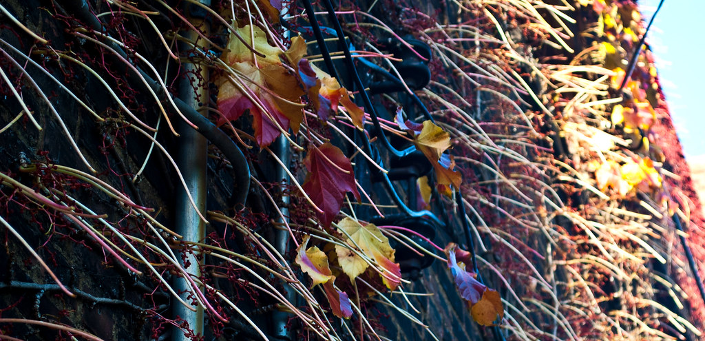 365-153 Autumn Leaves Electrified
