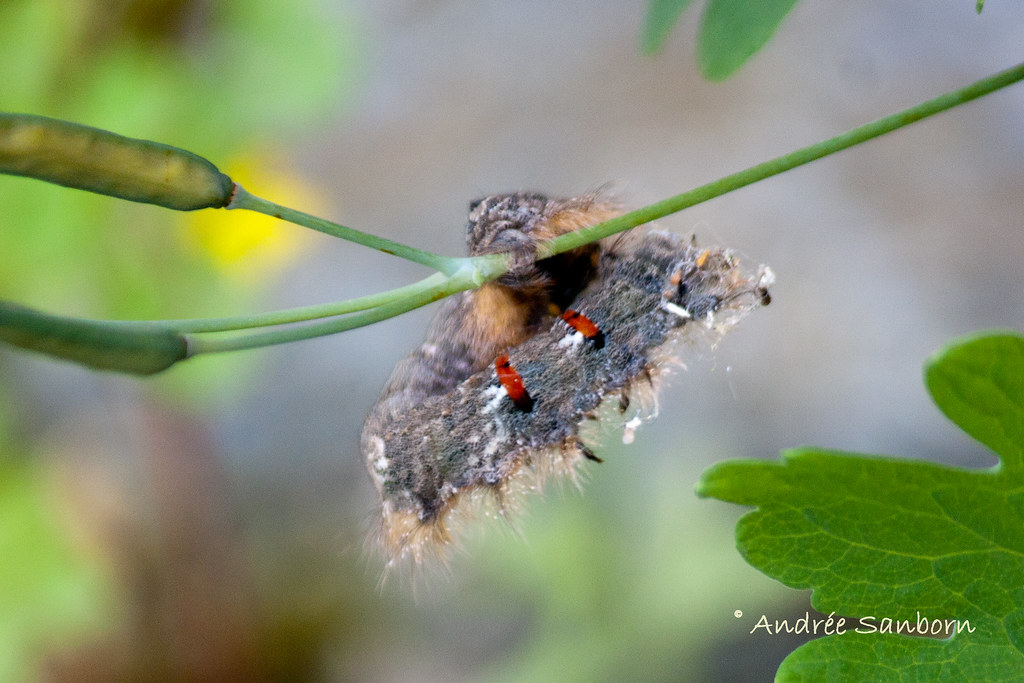 American Lappet Moth Larva (Phyllodesma americana)-54.jpg