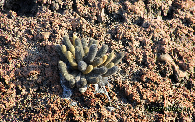 Lava Cactus on the way up to the peak of Bartolome Island