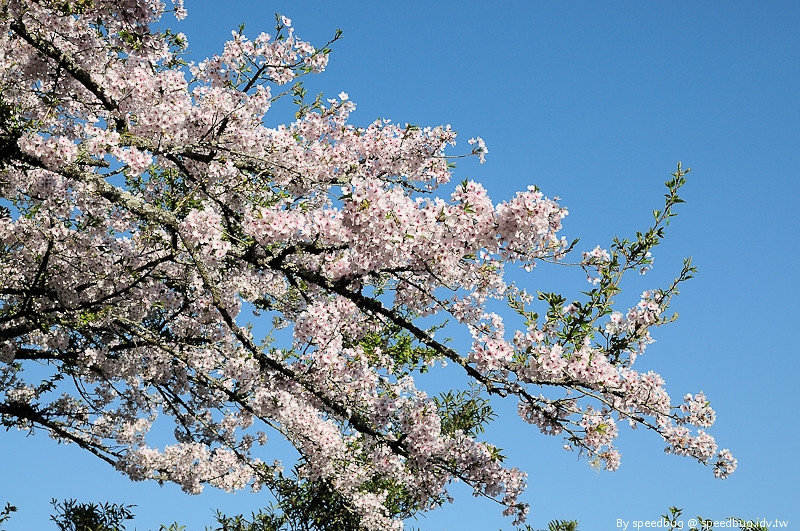 阿里山櫻花季29